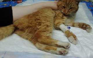 Как помочь кошке вылечить перелом или вывих