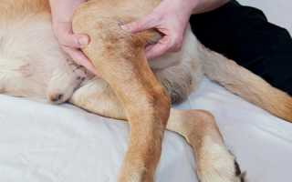 Растяжение у собаки – симптомы и лечение повреждения связок